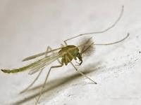 Chironomidae